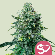 Forbidden Fruit feminised (Royal Queen Seeds)