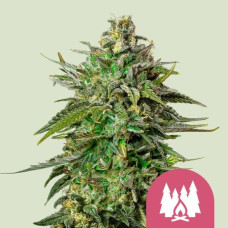Larry OG feminised (Royal Queen Seeds)