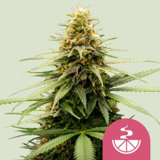 Lemon Skunk feminised (Royal Queen Seeds)