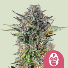 Pink Gorilla feminised (Royal Queen Seeds)