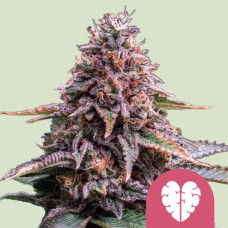 Pink Mist feminised (Royal Queen Seeds)