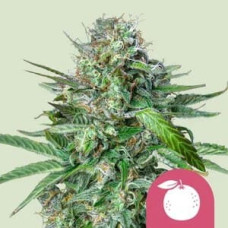 Tangie feminised (Royal Queen Seeds)