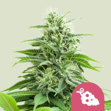 Fruit Spirit feminised (Royal Queen Seeds)