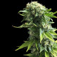 Семена конопли Fruit Spirit fem. Royal Queen Seeds