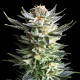 Семена конопли Fruit Spirit fem. Royal Queen Seeds