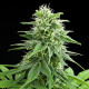 Семена конопли Fruit Spirit fem. Royal Queen Seeds