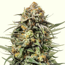 Gelato 44 feminised (Royal Queen Seeds)
