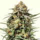Семена конопли Gelato 44 fem. Royal Queen Seeds