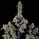 Семена конопли Gelato 44 fem. Royal Queen Seeds