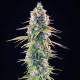 Семена конопли Gelato 44 fem. Royal Queen Seeds