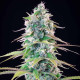Семена конопли Gelato 44 fem. Royal Queen Seeds