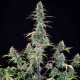 Семена конопли Gelato 44 fem. Royal Queen Seeds