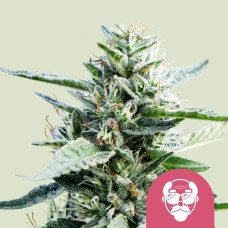 Granddaddy Purple feminised (Royal Queen Seeds)
