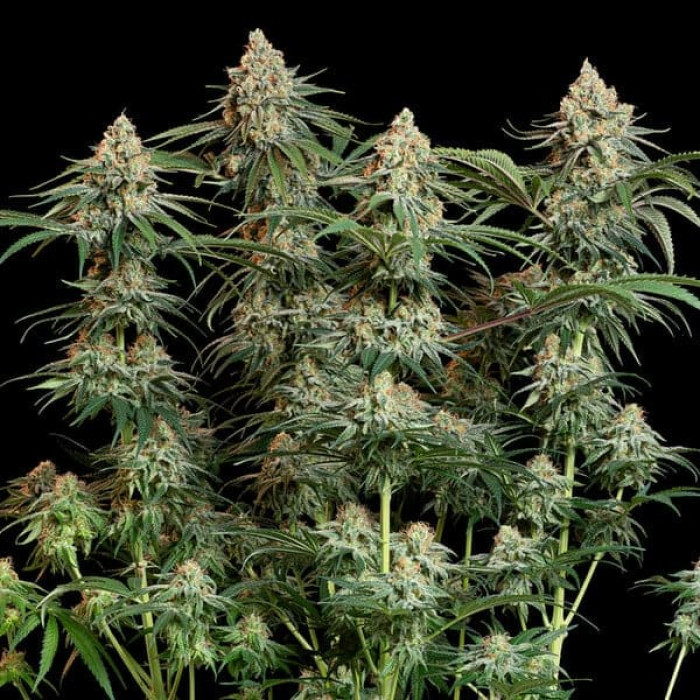 Семена конопли Granddaddy Purple fem. Royal Queen Seeds Семена конопли Granddaddy Purple fem. Royal Queen Seeds