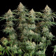 Семена конопли Granddaddy Purple fem. Royal Queen Seeds Семена конопли Granddaddy Purple fem. Royal Queen Seeds