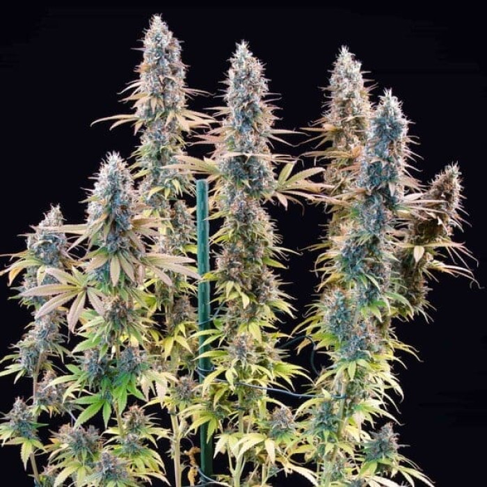Семена конопли Granddaddy Purple fem. Royal Queen Seeds Семена конопли Granddaddy Purple fem. Royal Queen Seeds
