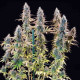 Семена конопли Granddaddy Purple fem. Royal Queen Seeds Семена конопли Granddaddy Purple fem. Royal Queen Seeds