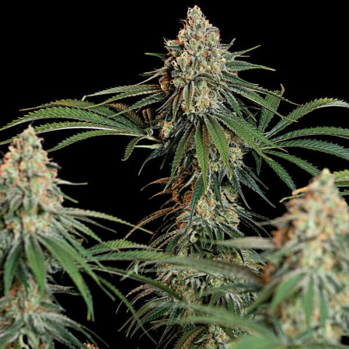 Семена конопли Granddaddy Purple fem. Royal Queen Seeds Семена конопли Granddaddy Purple fem. Royal Queen Seeds