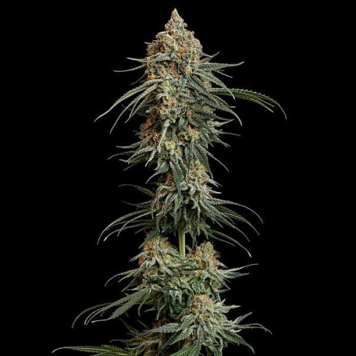 Семена конопли Granddaddy Purple fem. Royal Queen Seeds Семена конопли Granddaddy Purple fem. Royal Queen Seeds