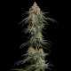 Семена конопли Granddaddy Purple fem. Royal Queen Seeds Семена конопли Granddaddy Purple fem. Royal Queen Seeds