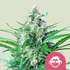 Grape Ape feminised (Royal Queen Seeds)