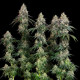 Семена конопли Grape Ape fem. Royal Queen Seeds