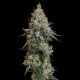 Семена конопли Grape Ape fem. Royal Queen Seeds
