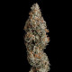Семена конопли Grape Ape fem. Royal Queen Seeds