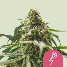 Green Crack Punch feminised (Royal Queen Seeds)