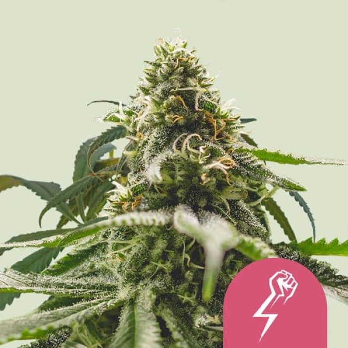 Семена конопли Green Crack Punch fem. Royal Queen Seeds Семена конопли Green Crack Punch fem. Royal Queen Seeds