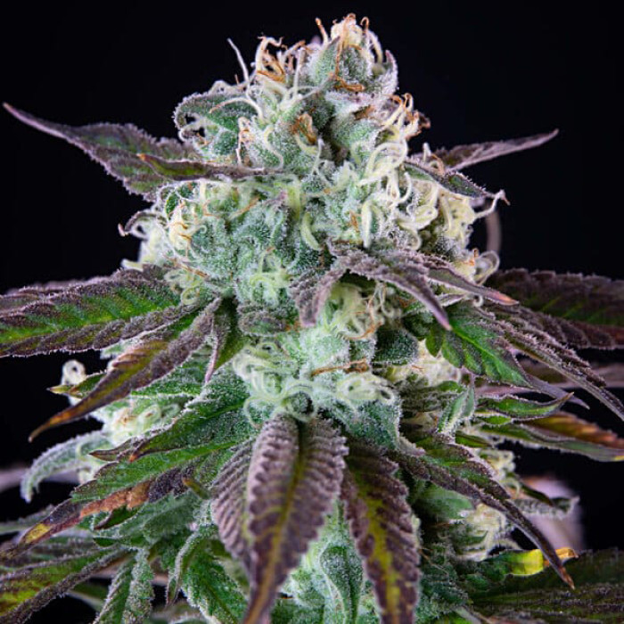 Семена конопли Green Crack Punch fem. Royal Queen Seeds Семена конопли Green Crack Punch fem. Royal Queen Seeds