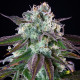 Семена конопли Green Crack Punch fem. Royal Queen Seeds Семена конопли Green Crack Punch fem. Royal Queen Seeds