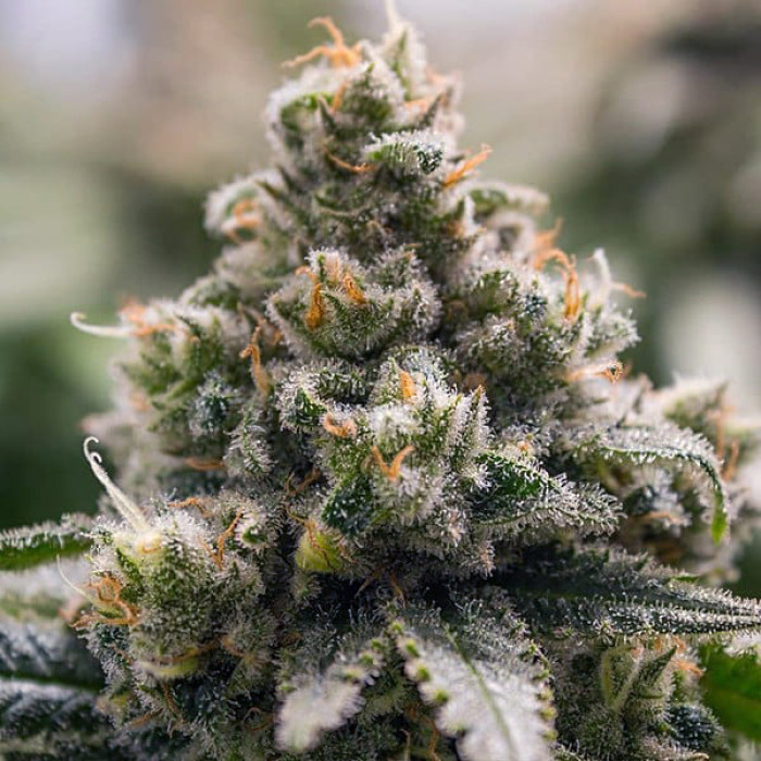 Семена конопли Green Crack Punch fem. Royal Queen Seeds Семена конопли Green Crack Punch fem. Royal Queen Seeds