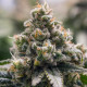 Семена конопли Green Crack Punch fem. Royal Queen Seeds Семена конопли Green Crack Punch fem. Royal Queen Seeds