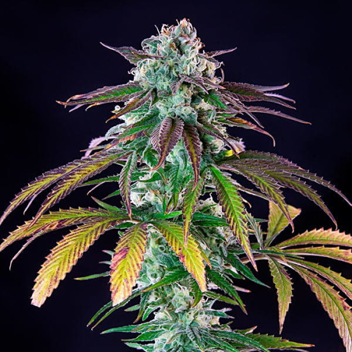 Семена конопли Green Crack Punch fem. Royal Queen Seeds Семена конопли Green Crack Punch fem. Royal Queen Seeds