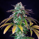 Семена конопли Green Crack Punch fem. Royal Queen Seeds Семена конопли Green Crack Punch fem. Royal Queen Seeds