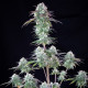 Семена конопли Green Crack Punch fem. Royal Queen Seeds Семена конопли Green Crack Punch fem. Royal Queen Seeds