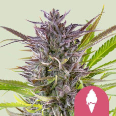 Green Gelato feminised (Royal Queen Seeds)