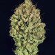 Семена конопли Green Gelato fem. Royal Queen Seeds
