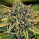 Семена конопли Green Gelato fem. Royal Queen Seeds