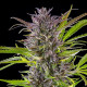 Семена конопли Green Gelato fem. Royal Queen Seeds