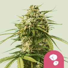 Gushers feminised (Royal Queen Seeds)