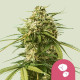 Семена конопли Gushers fem. Royal Queen Seeds