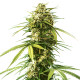 Семена конопли Gushers fem. Royal Queen Seeds