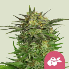 Haze Berry feminised (Royal Queen Seeds)