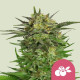 Семена конопли Haze Berry fem. Royal Queen Seeds