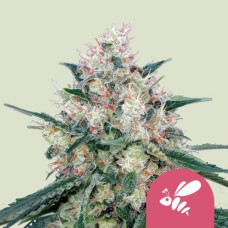 Honey Cream feminised (Royal Queen Seeds)