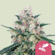 Семена конопли Honey Cream fem. Royal Queen Seeds