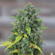 Семена конопли Honey Cream fem. Royal Queen Seeds