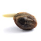 Семена конопли Honey Cream fem. Royal Queen Seeds